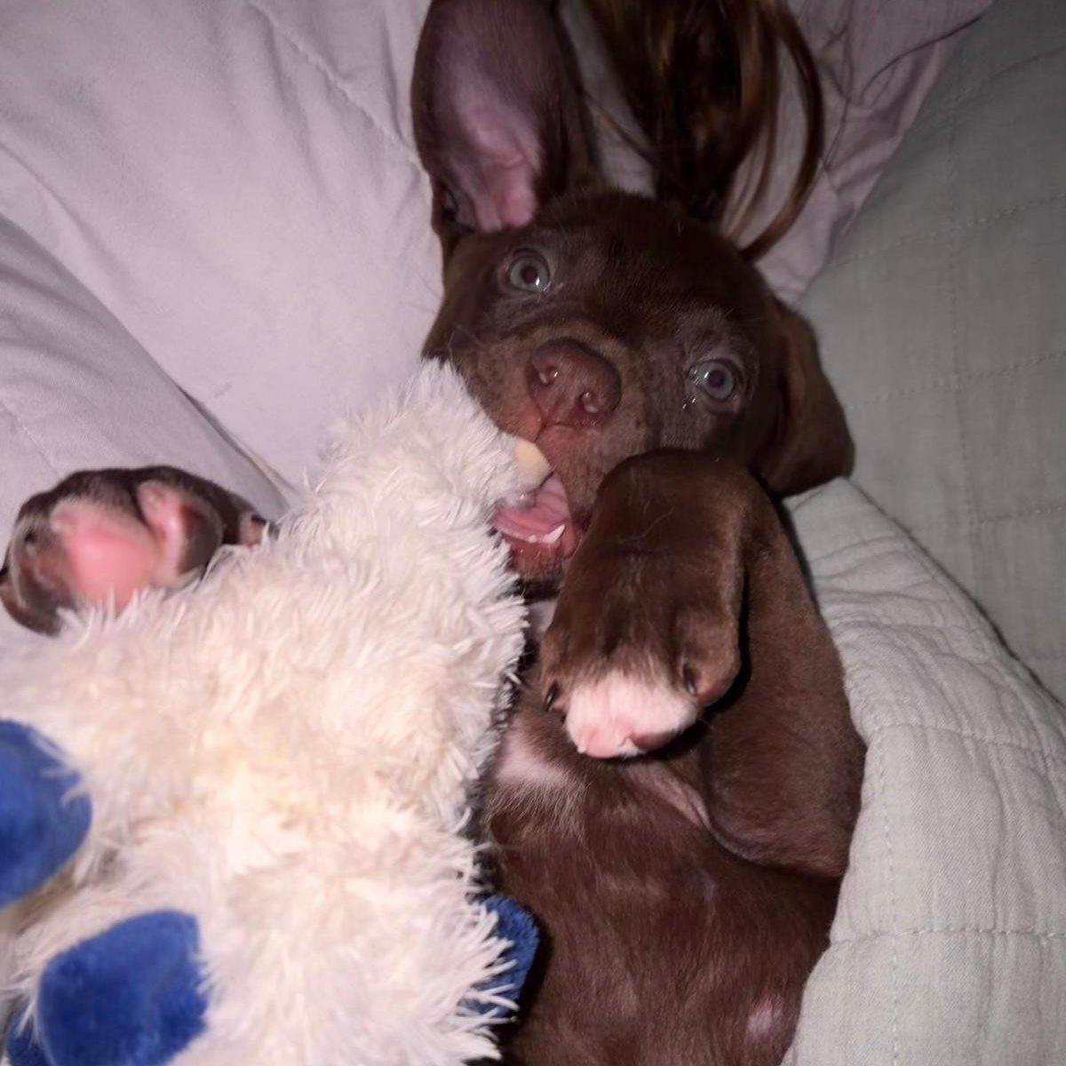 Enlarge Zeppelin (Led - Rock Music Legends), a Adoptable mixed breed in Midland, MI image 2/2