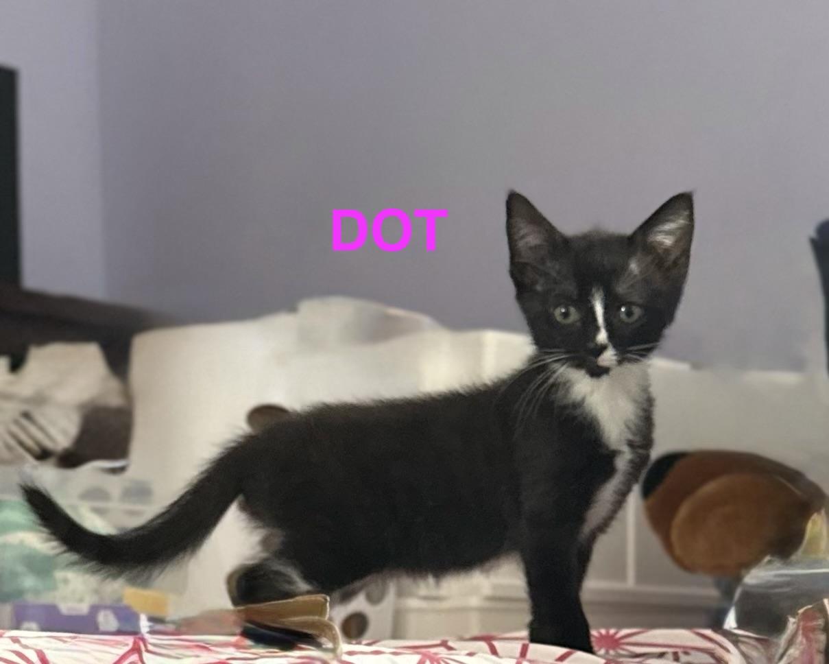 Dot, a Adoptable Domestic Short Hair in Mount Pleasant, SC image 1/5