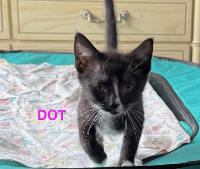 Dot, a Adoptable Domestic Short Hair in Mount Pleasant, SC image 5/5
