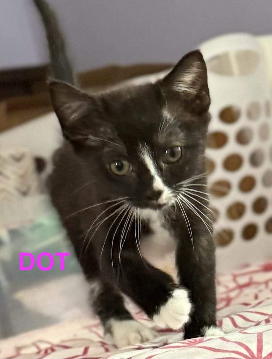 Dot, a Adoptable Domestic Short Hair in Mount Pleasant, SC image 4/5