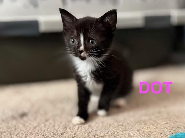 Dot, a Adoptable Domestic Short Hair in Mount Pleasant, SC image 2/5