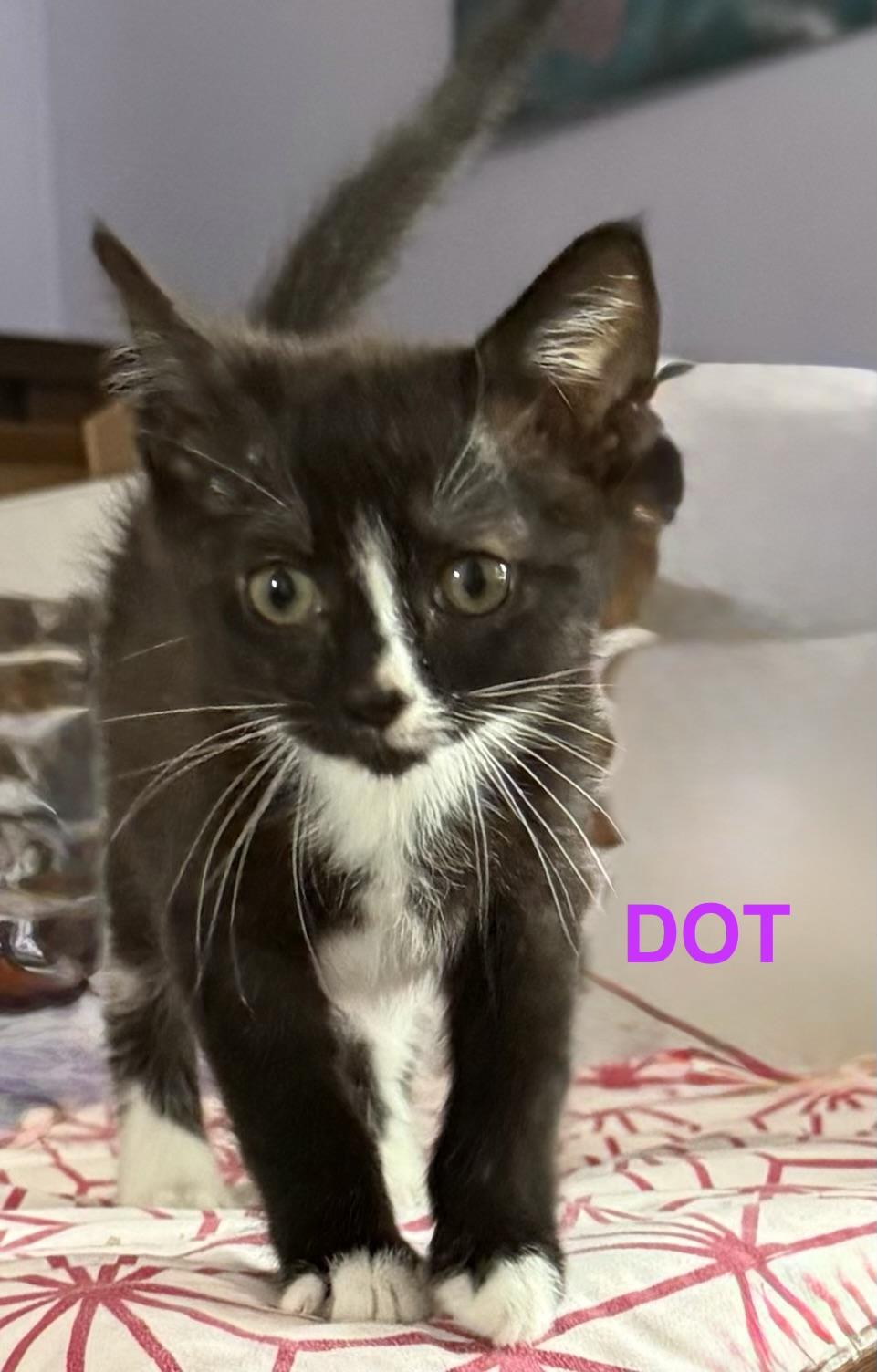 Dot, a Adoptable Domestic Short Hair in Mount Pleasant, SC image 3/5