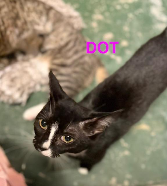 Dot, Adoptable, Young Female Domestic Short Hair.