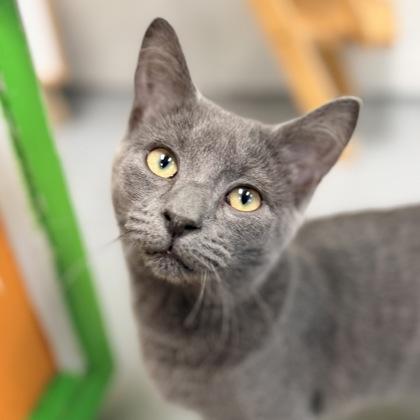 Enlarge Merlin, a Adopted Domestic Short Hair in Adrian, MI image 1/5