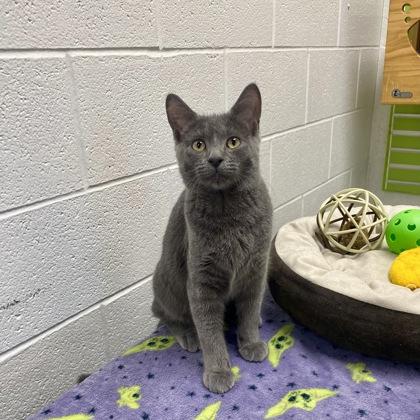 Enlarge Merlin, a Adopted Domestic Short Hair in Adrian, MI image 3/5