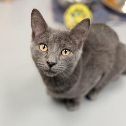 Enlarge Merlin, a Adopted Domestic Short Hair in Adrian, MI image 2/5