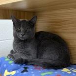 Enlarge Merlin, a Adopted Domestic Short Hair in Adrian, MI image 4/5