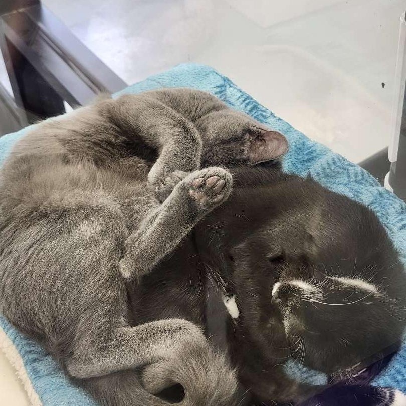 Enlarge Merlin, a Adopted Domestic Short Hair in Adrian, MI image 5/5