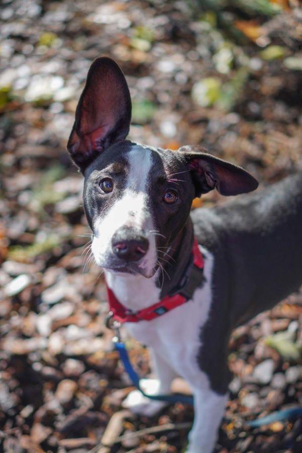 Perry, Adoptable, Young Male Mixed Breed.