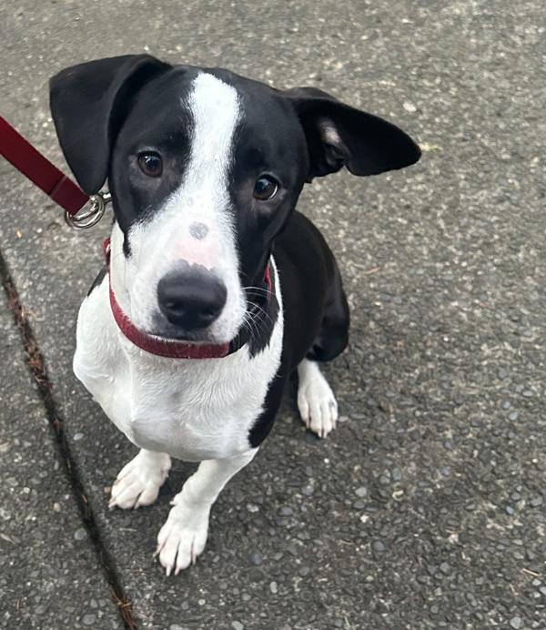 Enlarge Perry, a Adoptable mixed breed in Vancouver, WA image 2/6