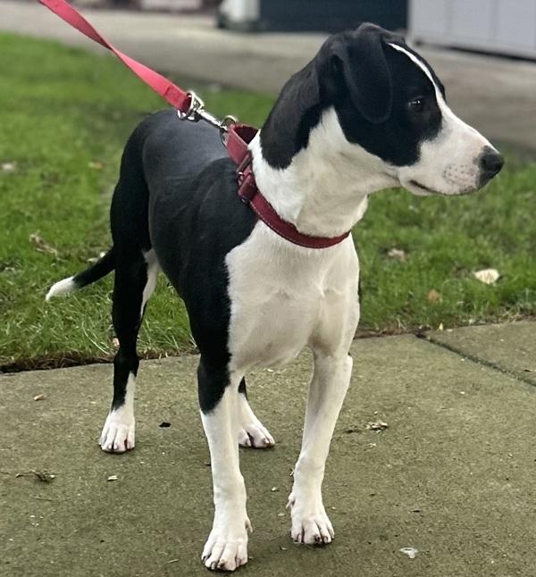 Enlarge Perry, a Adoptable mixed breed in Vancouver, WA image 3/6