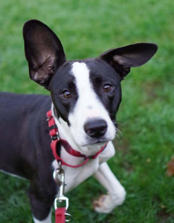Enlarge Perry, a Adoptable mixed breed in Vancouver, WA image 4/6