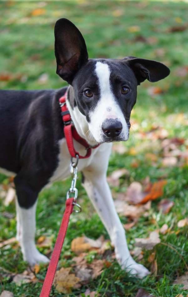 Enlarge Perry, a Adoptable mixed breed in Vancouver, WA image 6/6