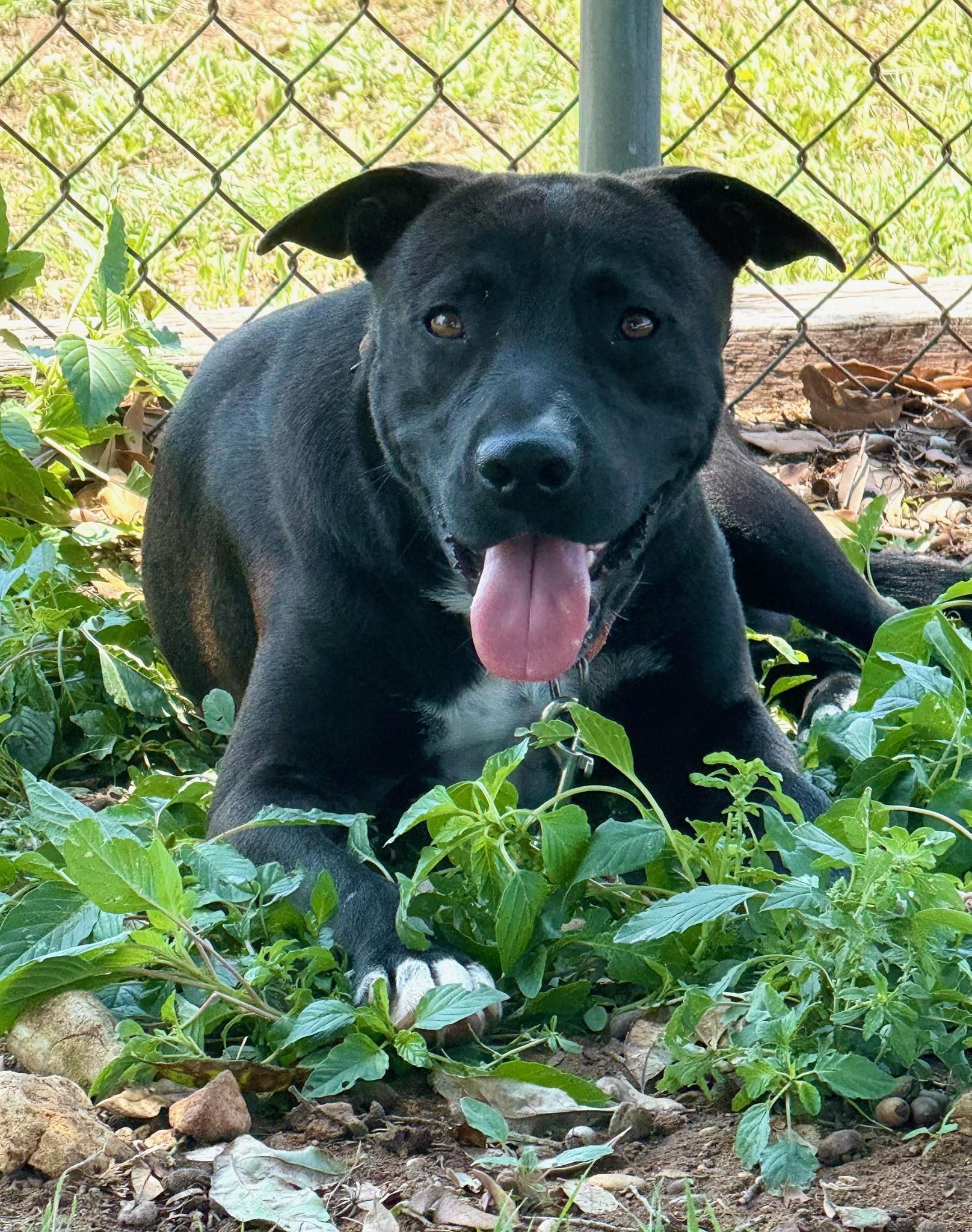 Enlarge Cyrus, a Adoptable mixed breed in Stanfordville, NY image 2/3