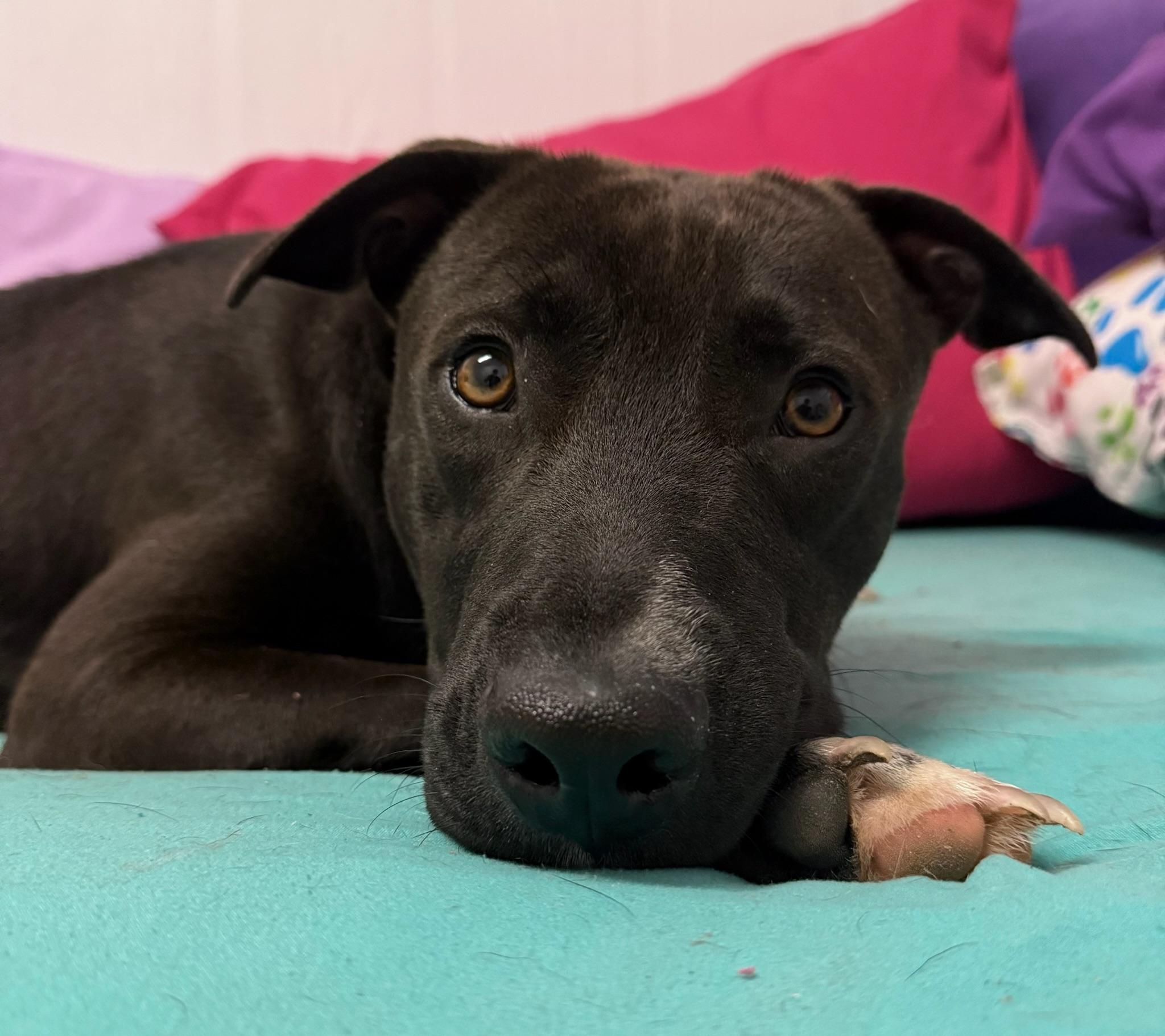 Enlarge Cyrus, a Adoptable mixed breed in Stanfordville, NY image 3/3