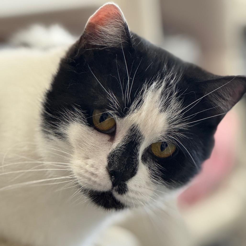 Enlarge Marilyn ARC2026 - 031, a Adoptable Domestic Short Hair in Akron, NY image 2/2