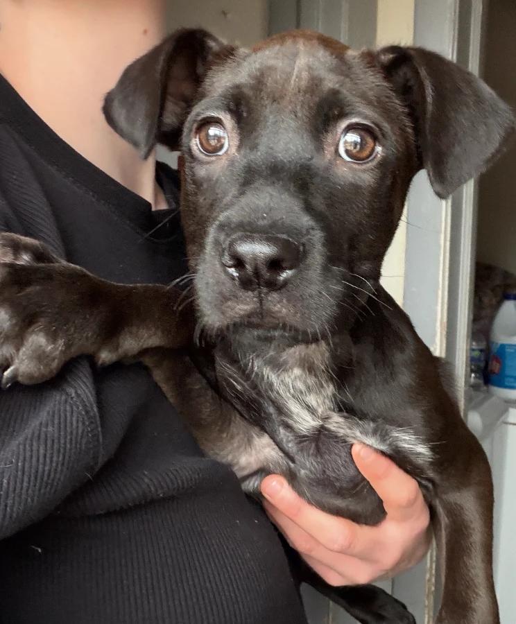 Darla, Adoptable, Puppy Female Boxer & Mixed Breed.