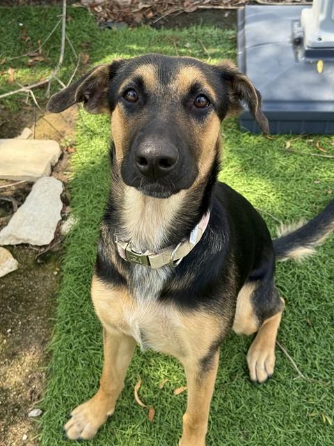KATY, Adoptable, Young Female Belgian Shepherd / Malinois.