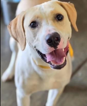 Enlarge Jasper - AVAILABLE TO FOSTER OR ADOPT, an adopted mixed breed in Clayton, NC image 2/5