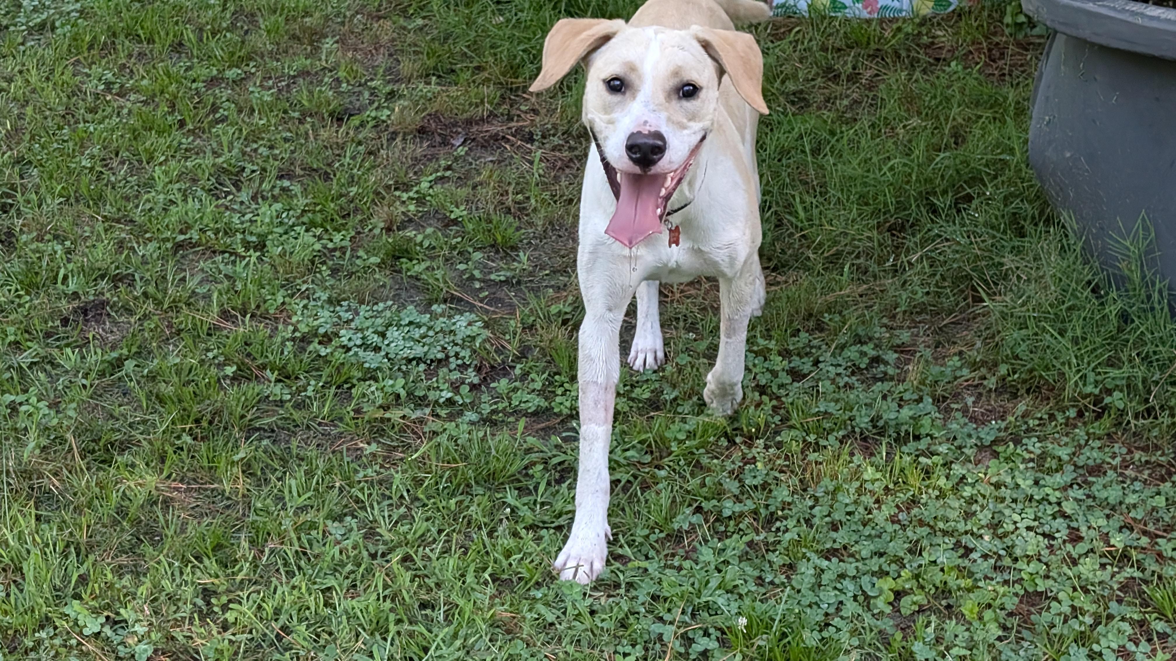 Enlarge Jasper - AVAILABLE TO FOSTER OR ADOPT, an adopted mixed breed in Clayton, NC image 4/5