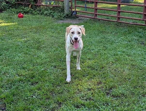 Enlarge Jasper - AVAILABLE TO FOSTER OR ADOPT, an adopted mixed breed in Clayton, NC image 5/5