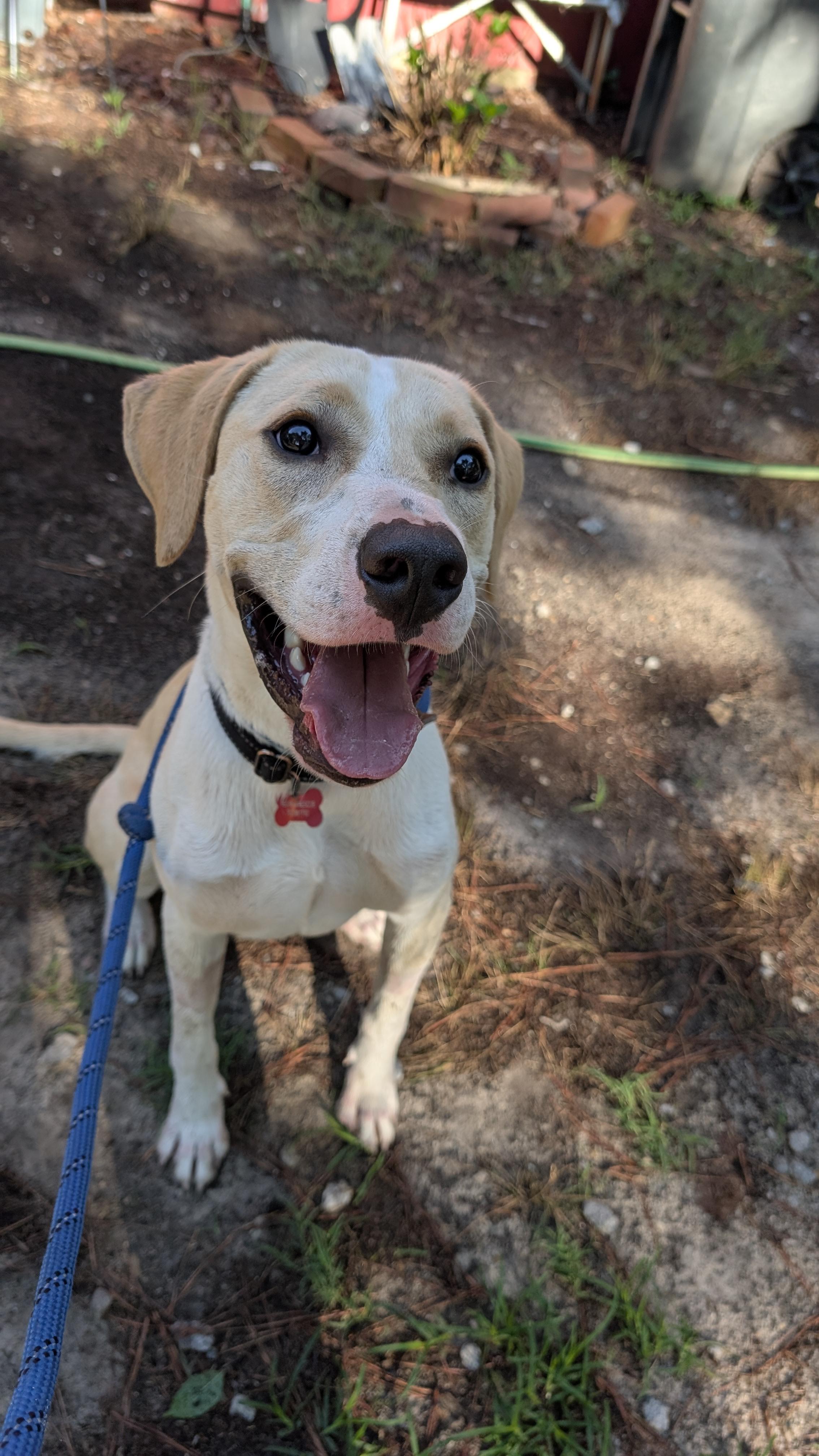 Enlarge Jasper - AVAILABLE TO FOSTER OR ADOPT, an adopted mixed breed in Clayton, NC image 3/5