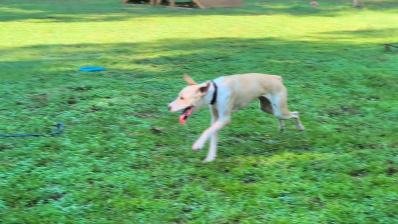 Enlarge Jasper - AVAILABLE TO FOSTER OR ADOPT, an adopted mixed breed in Clayton, NC video 1/5