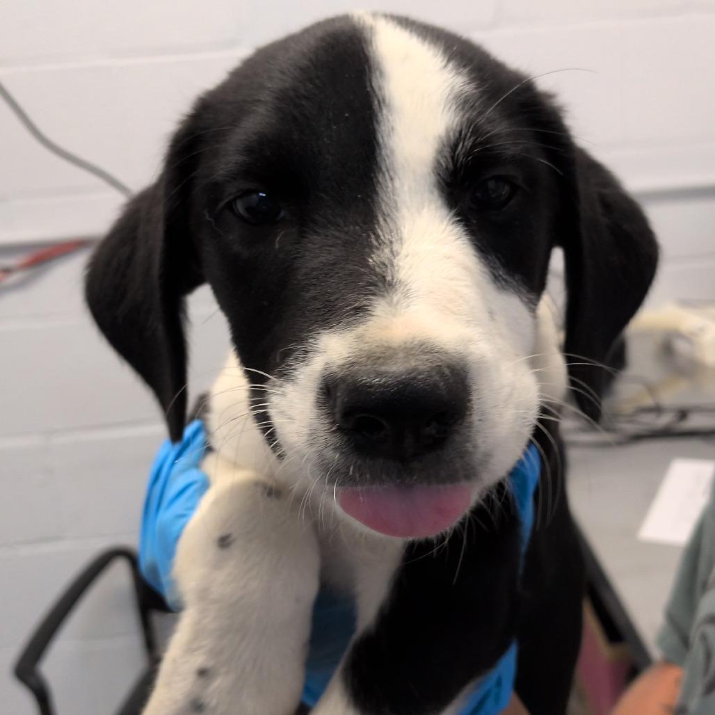 Apple Pie, Adoptable, Puppy Male Labrador Retriever & Collie.