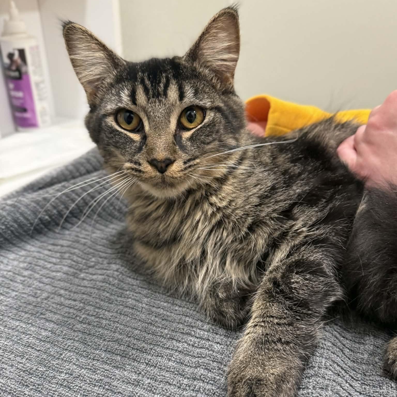 Enlarge Iona, a ADOPTABLE mixed breed in Penn Yan, NY image 2/2