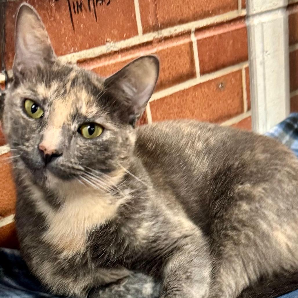 Enlarge Pinky, a Adoptable Domestic Short Hair in Lakeland, FL image 1/3