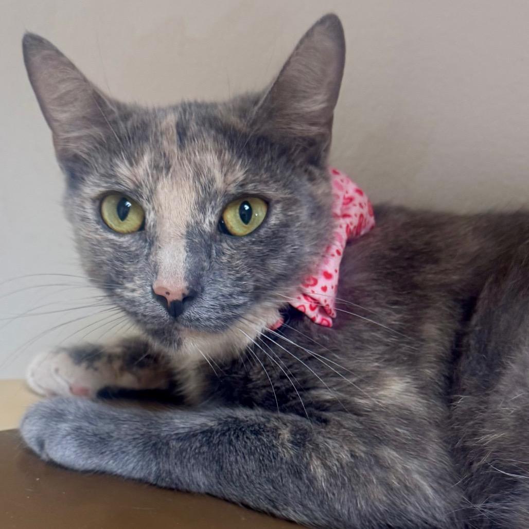 Enlarge Pinky, a Adoptable Domestic Short Hair in Lakeland, FL image 2/3