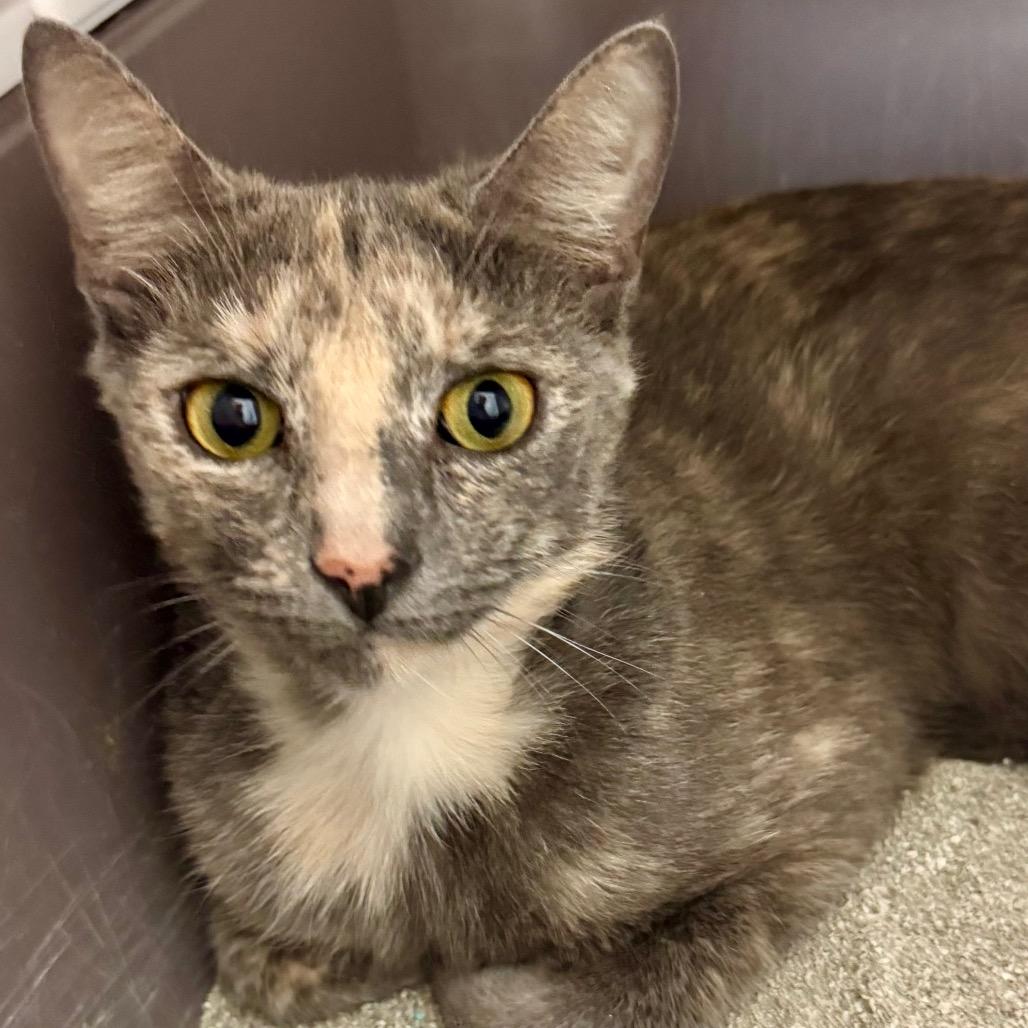 Enlarge Pinky, a Adoptable Domestic Short Hair in Lakeland, FL image 3/3