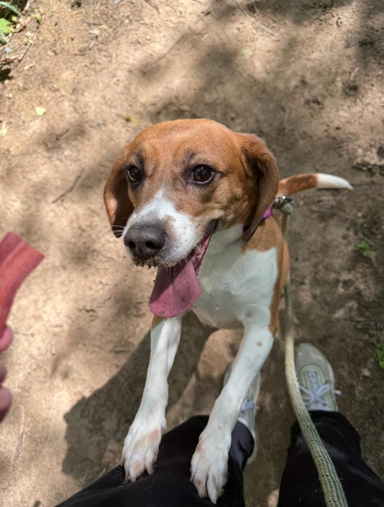 Tiana, a Adoptable mixed breed in Kalamazoo, MI image 1/3