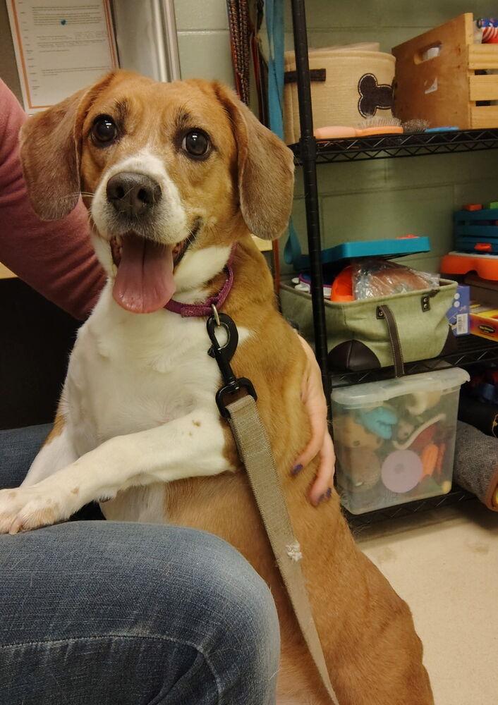 Tiana, a Adoptable mixed breed in Kalamazoo, MI image 2/3