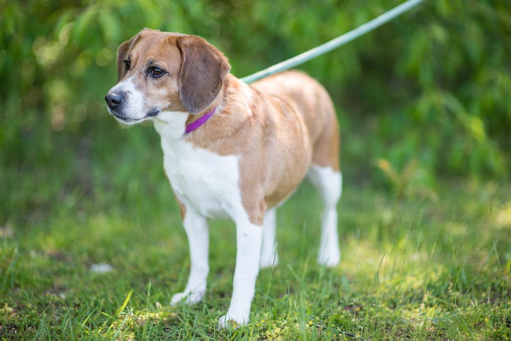 Tiana, a Adoptable mixed breed in Kalamazoo, MI image 3/3