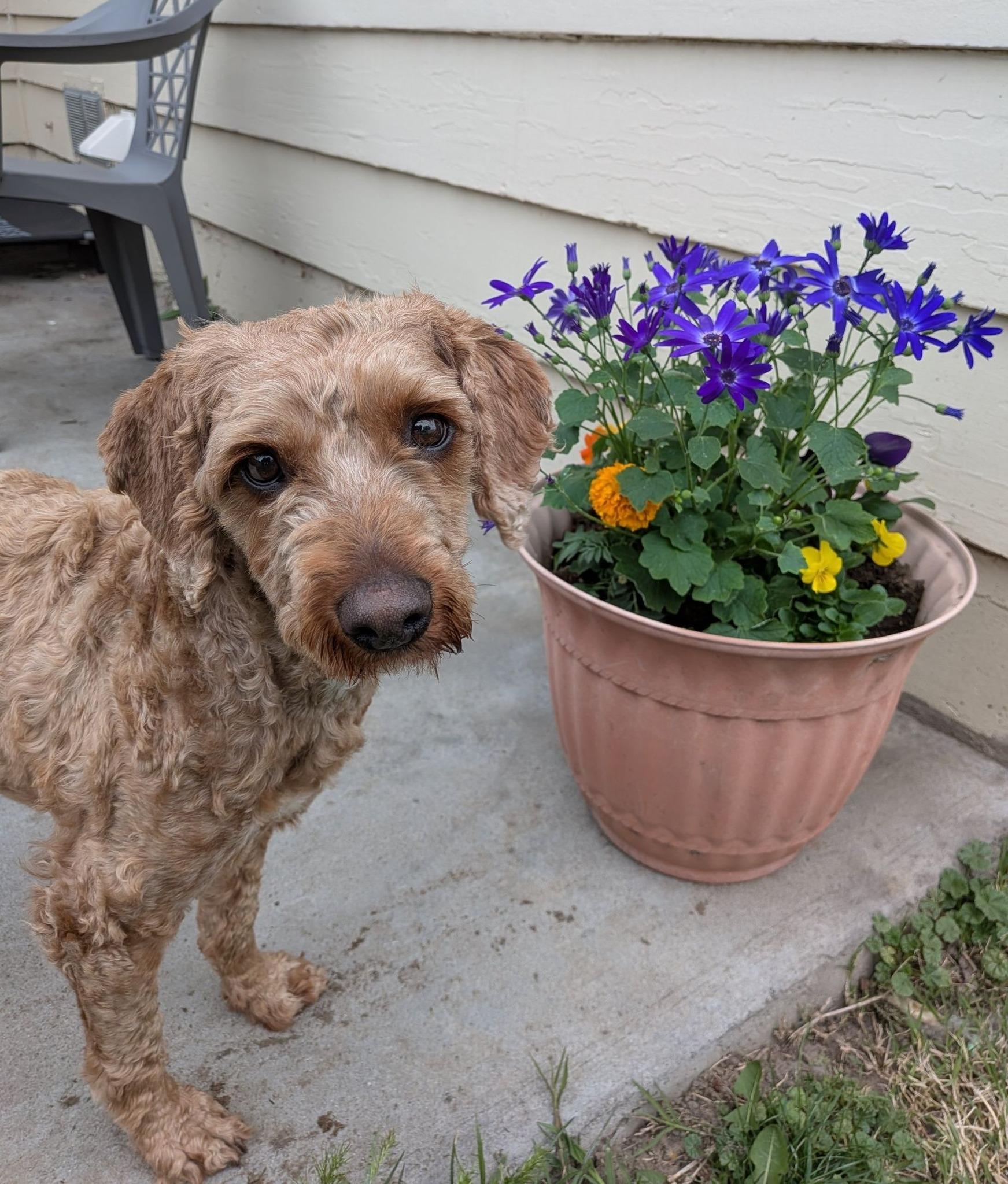Skippy, adoptable, Adult Male Labradoodle.