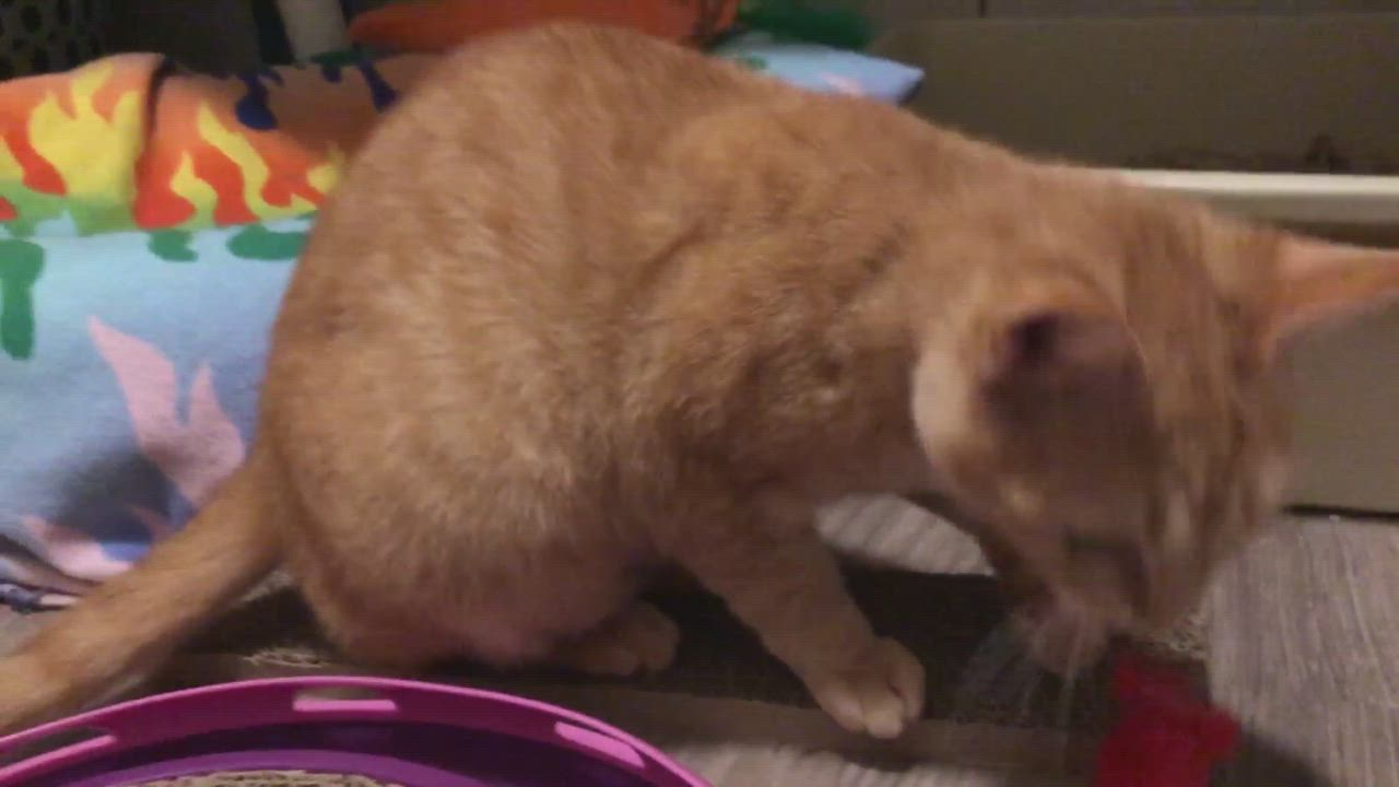 Enlarge Ada, a Adopted mixed breed in Vineyard Haven, MA video 1/4