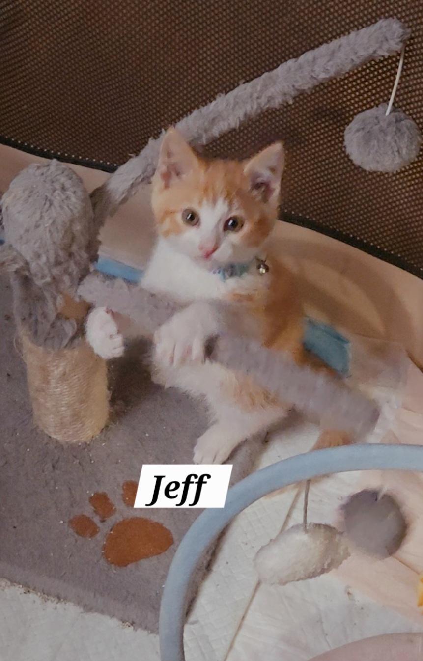 Enlarge Jeffrey, a ADOPTABLE mixed breed in Redondo Beach, CA image 4/6