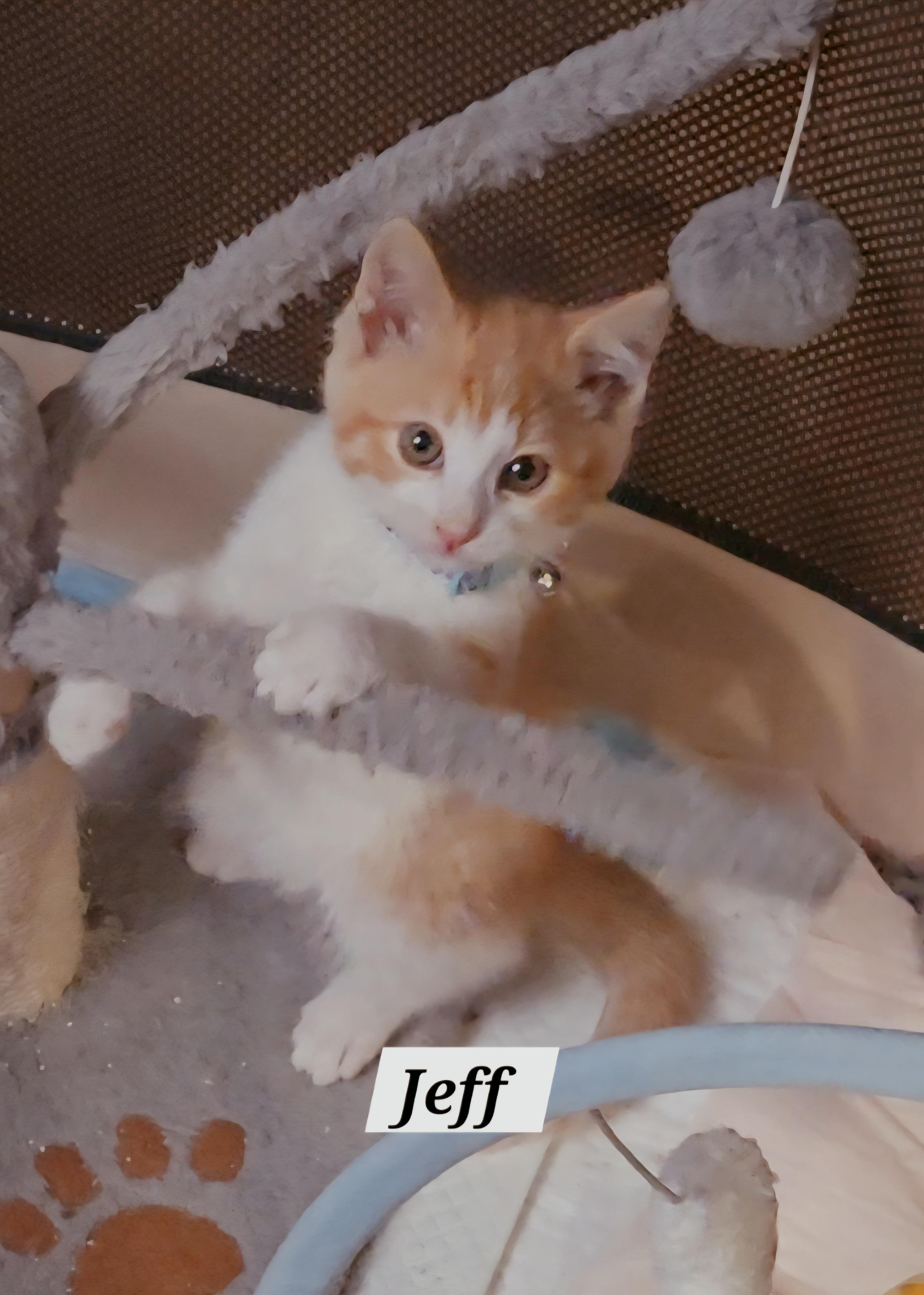 Enlarge Jeffrey, a ADOPTABLE mixed breed in Redondo Beach, CA image 2/6