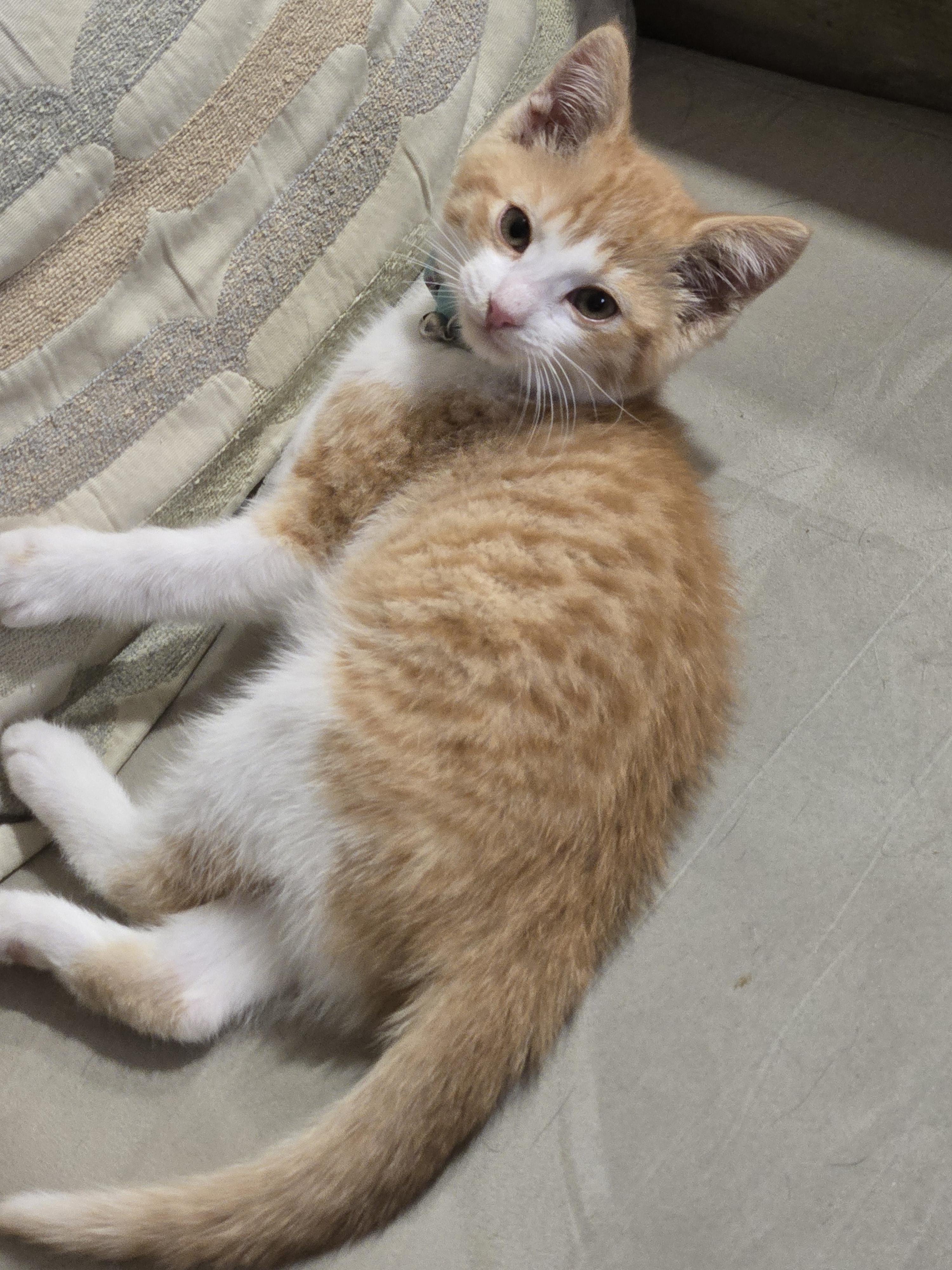 Enlarge Jeffrey, a ADOPTABLE mixed breed in Redondo Beach, CA image 6/6