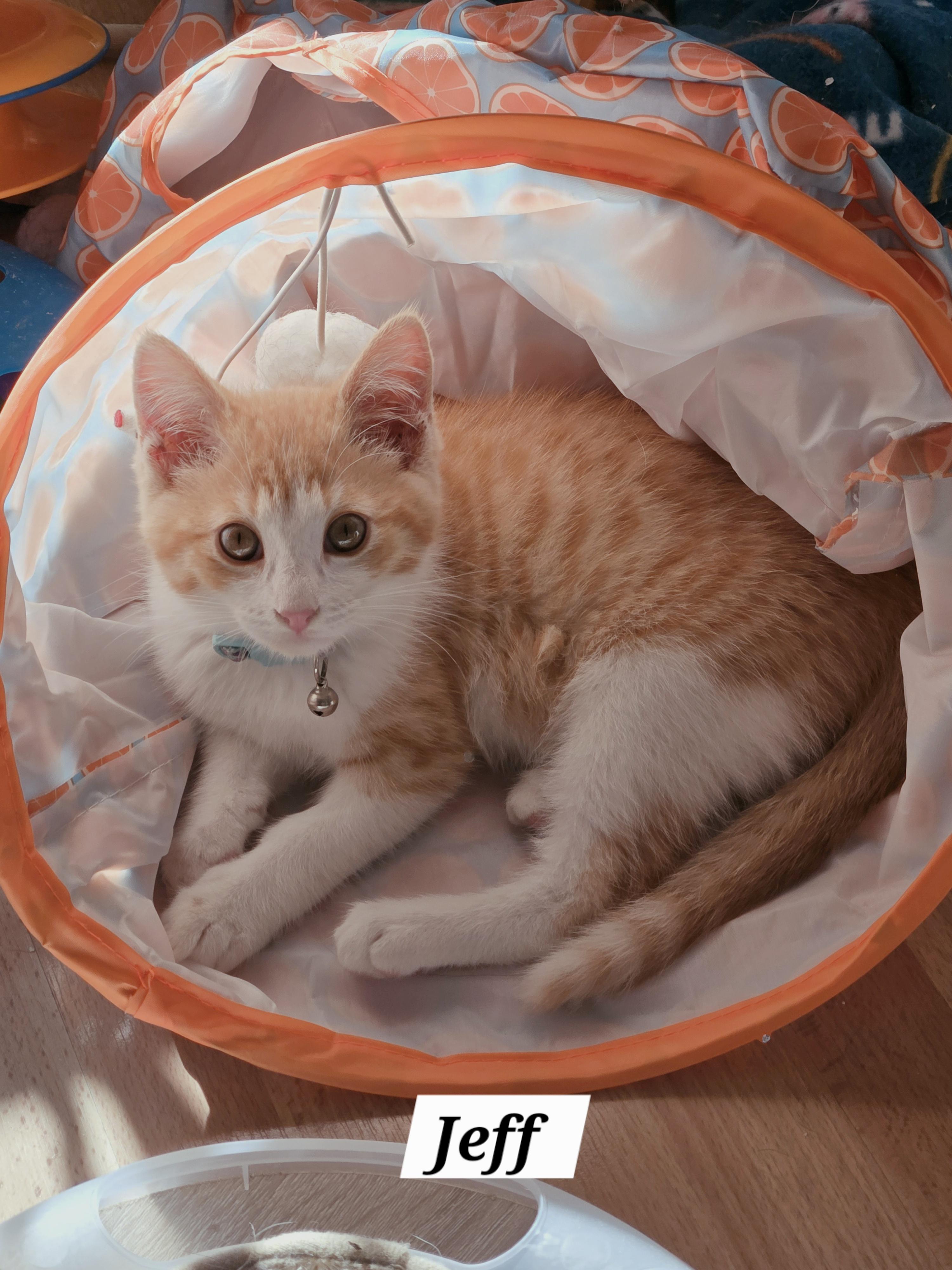 Enlarge Jeffrey, a ADOPTABLE mixed breed in Redondo Beach, CA image 1/6