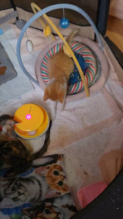 Enlarge Jeffrey, a ADOPTABLE mixed breed in Redondo Beach, CA video 3/6