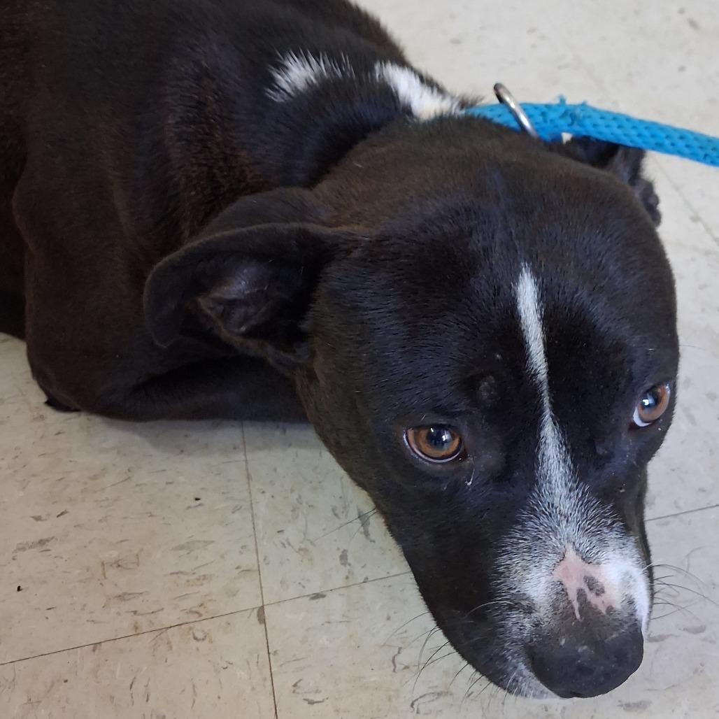 Luther, Adoptable, Adult Male Mixed Breed.