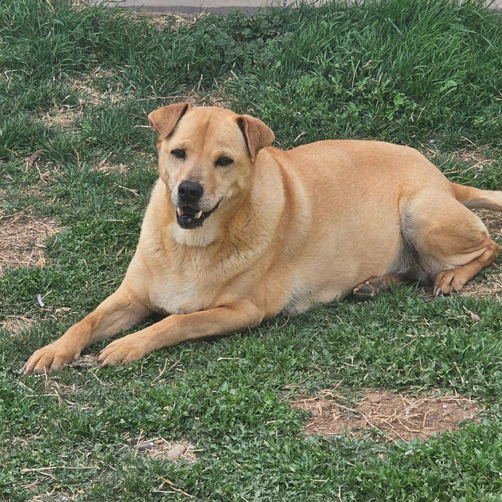 Julie, Adoptable, Senior Female Yellow Labrador Retriever & Mixed Breed.