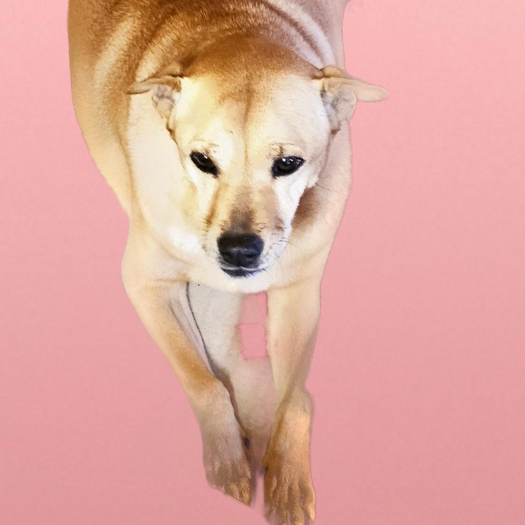 Enlarge Julie, a Adoptable mixed breed in Goltry, OK image 2/3