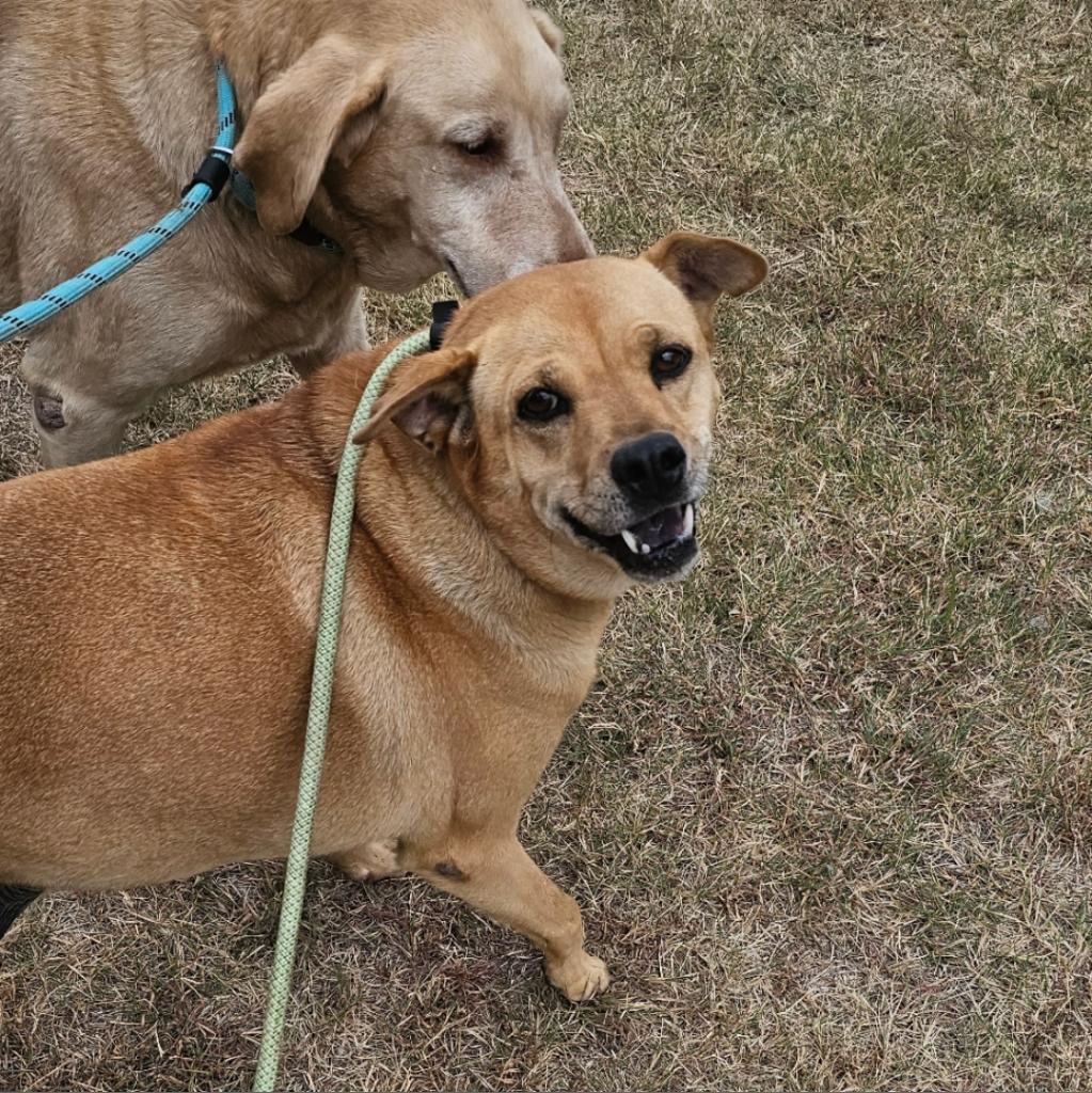 Enlarge Julie, a Adoptable mixed breed in Goltry, OK image 3/3