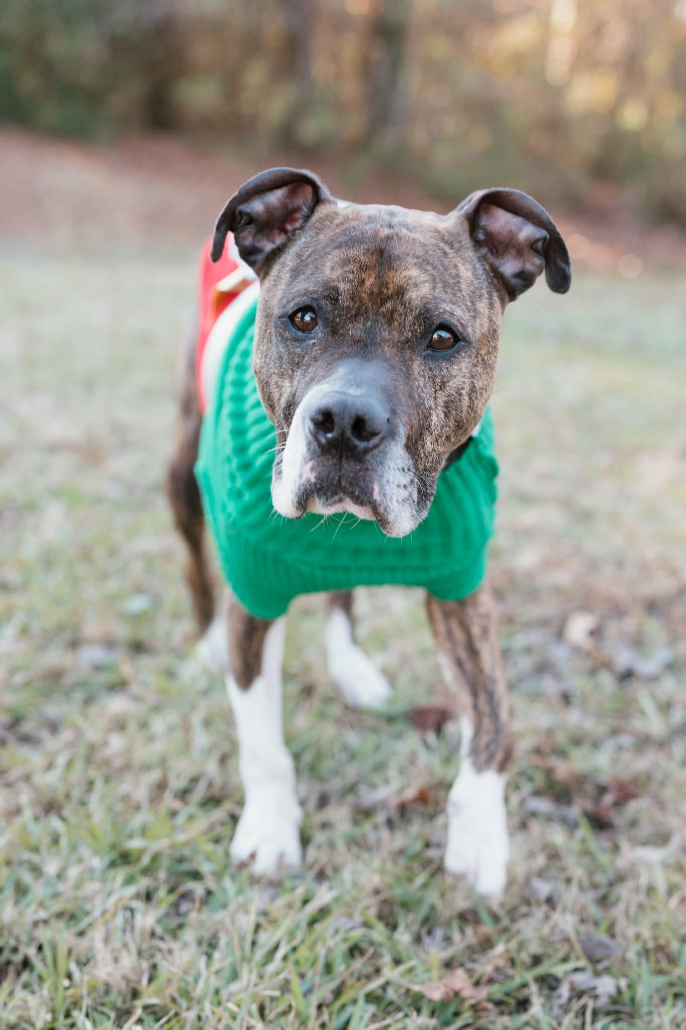 Enlarge Havanah, a ADOPTABLE mixed breed in Ayden, NC image 1/5