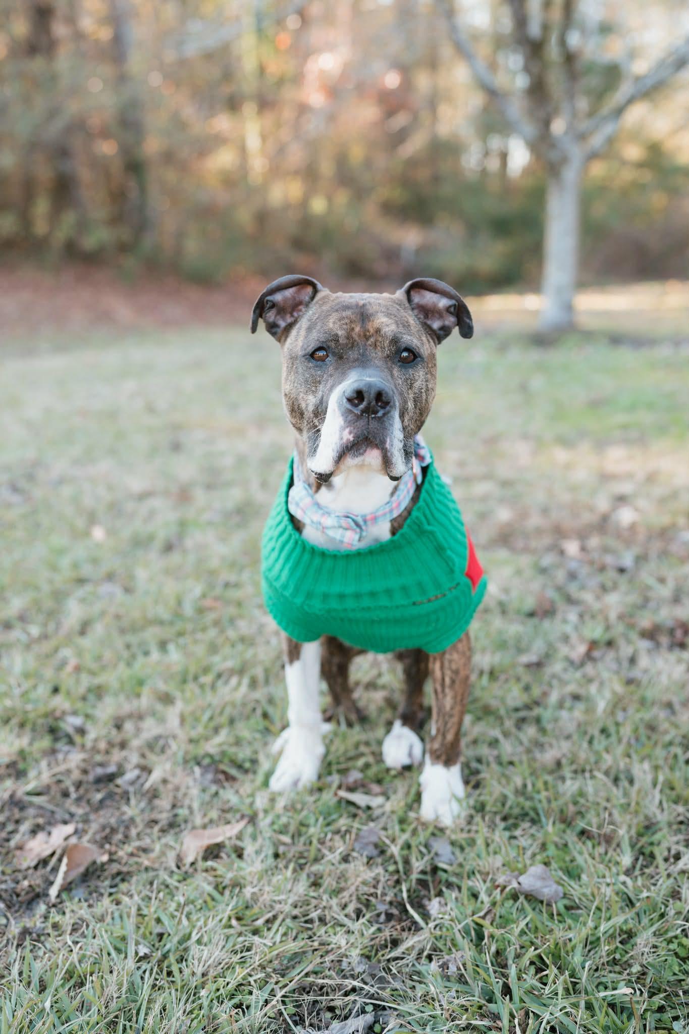 Enlarge Havanah, a ADOPTABLE mixed breed in Ayden, NC image 3/5