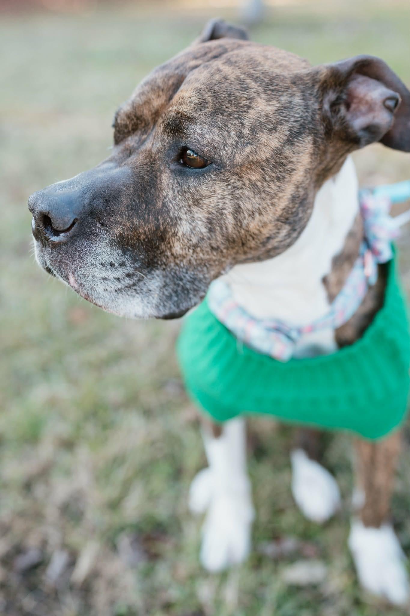 Enlarge Havanah, a ADOPTABLE mixed breed in Ayden, NC image 5/5