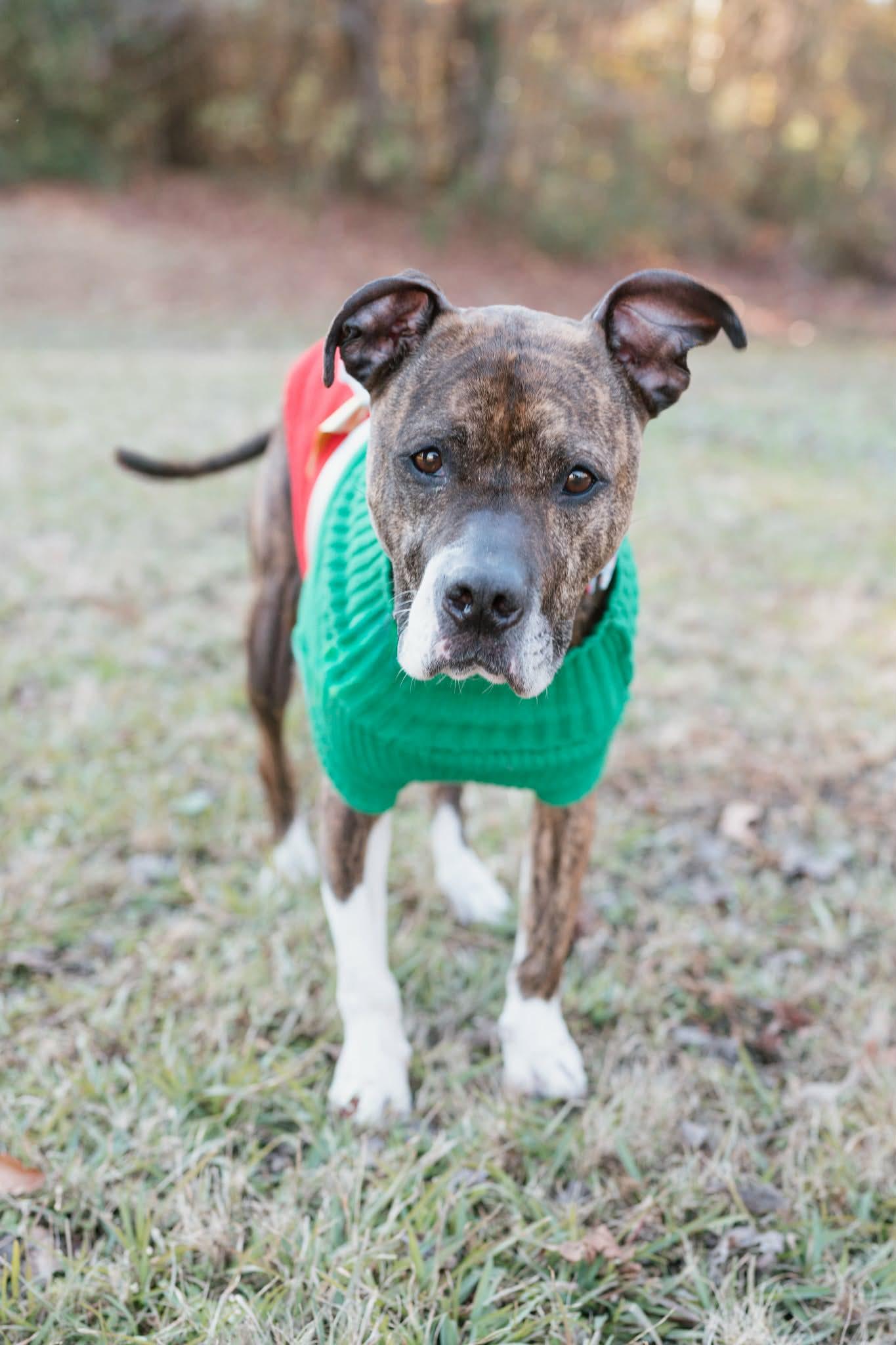 Enlarge Havanah, a ADOPTABLE mixed breed in Ayden, NC image 4/5